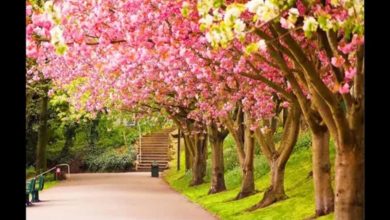 بداية الربيع في مصر