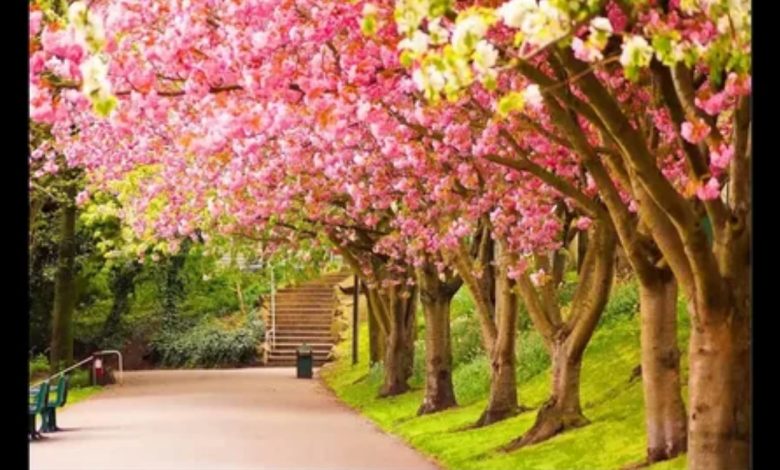 بداية الربيع في مصر